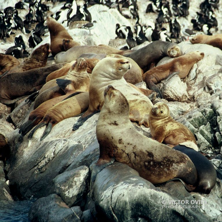 Lobos marinos - Tierra de Fuego